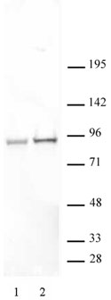 STAT5A/B phospho Ser726/Ser731 antibody (pAb) - MyBio Ireland - Active Motif