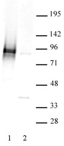 STAT3 phospho Ser727 antibody (pAb), sample - MyBio Ireland - Active Motif