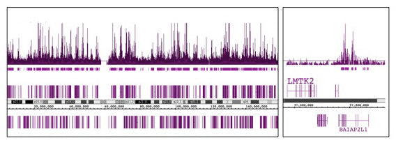 Histone H3K14ac antibody (pAb), sample - MyBio Ireland - Active Motif
