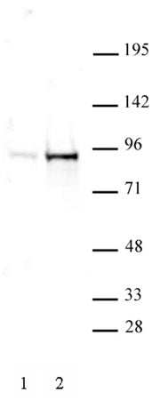 STAT5A/B phospho Tyr694/Tyr699 antibody (pAb), sample - MyBio Ireland - Active Motif