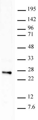 Histone H2BK120ub1 antibody (mAb) - MyBio Ireland - Active Motif