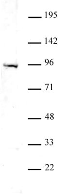 Uhrf1 antibody (pAb), sample - MyBio Ireland - Active Motif
