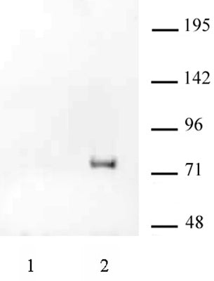 HA-Tag antibody (mAb) - MyBio Ireland - Active Motif