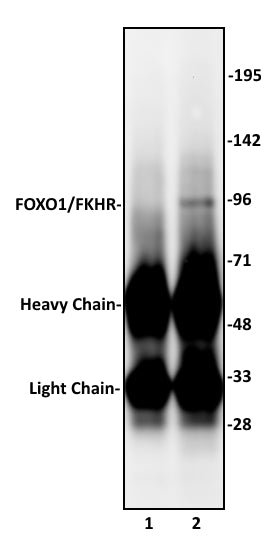 FOXO1/FKHR antibody (pAb) - MyBio Ireland - Active Motif