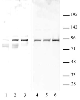 STAT1 phospho Ser727 antibody (pAb), sample - MyBio Ireland - Active Motif