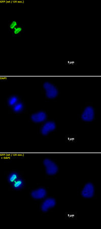 Histone H3S10ph antibody (mAb) - MyBio Ireland - Active Motif
