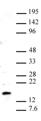 Pht1 / Histone H2A.Z antibody (pAb), sample - MyBio Ireland - Active Motif