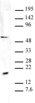 Pht1 / Histone H2A.Zac (pan-acetyl) antibody (pAb) - MyBio Ireland - Active Motif