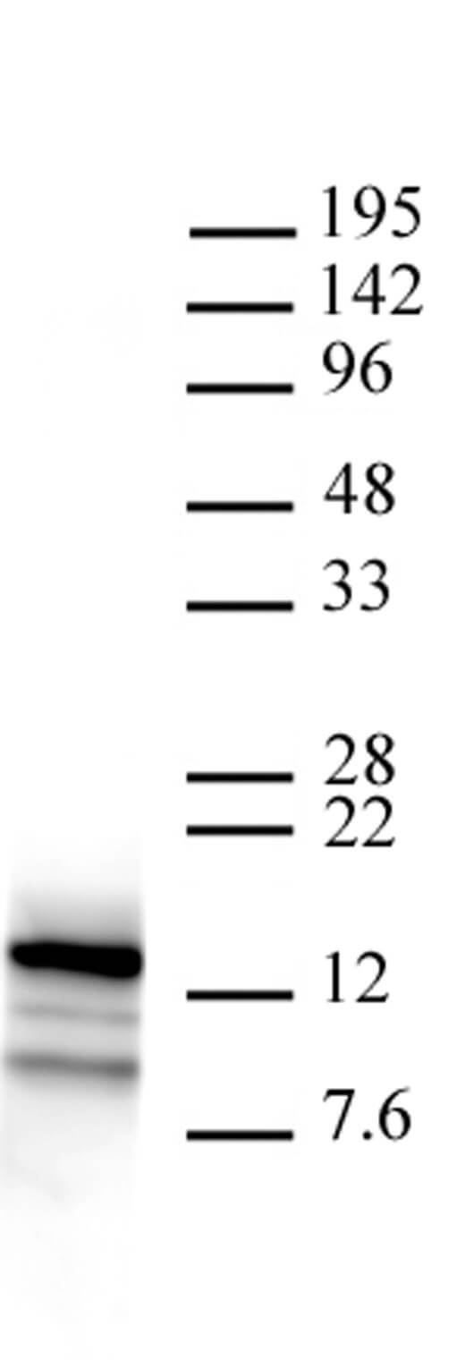 Htz1 / Histone H2A.Z antibody (pAb), sample - MyBio Ireland - Active Motif