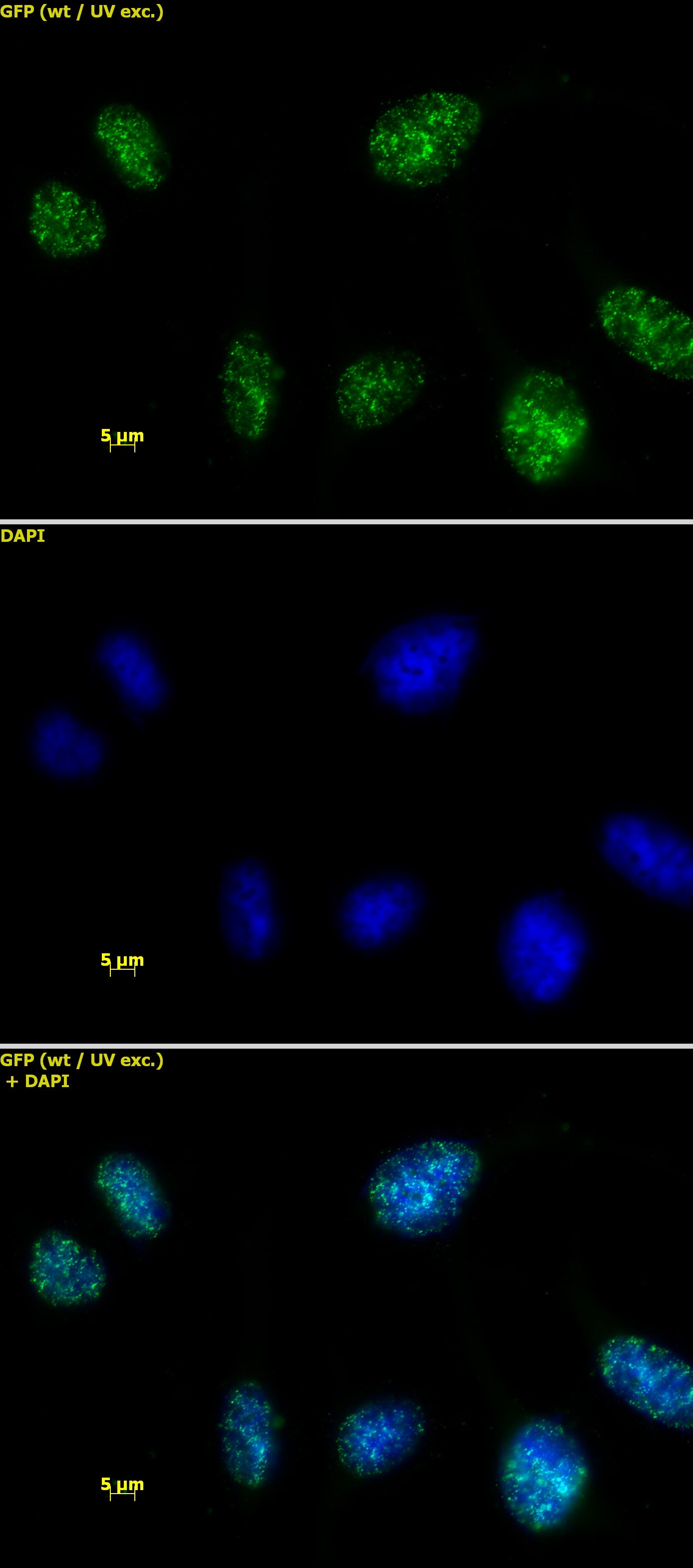 HMGA1 antibody (pAb), sample - MyBio Ireland - Active Motif