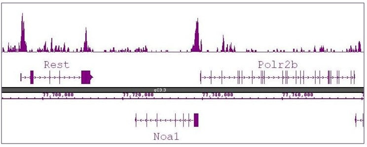 Histone H3R8me2a (asymmetric) antibody (pAb), sample - MyBio Ireland - Active Motif