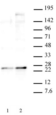 HP1 gamma phospho Ser93 antibody (pAb), sample - MyBio Ireland - Active Motif