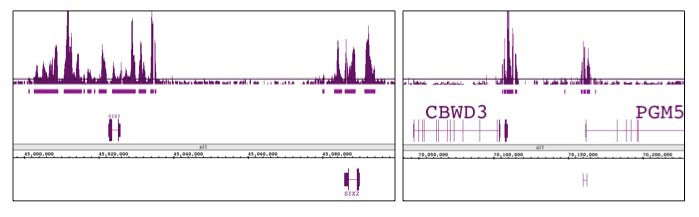 Ring1B antibody (mAb), sample - MyBio Ireland - Active Motif