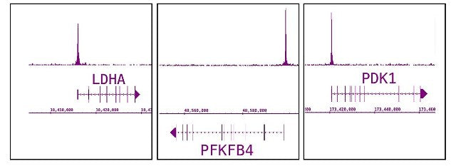 HIF-1 alpha antibody (pAb), sample - MyBio Ireland - Active Motif