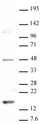 Histone H3K18me1 antibody (pAb) - MyBio Ireland - Active Motif