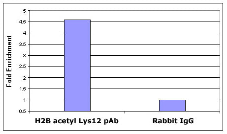 Histone H2BK12ac antibody (pAb) - MyBio Ireland - Active Motif