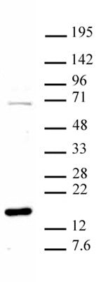 Histone H3R8me1 antibody (pAb), sample - MyBio Ireland - Active Motif