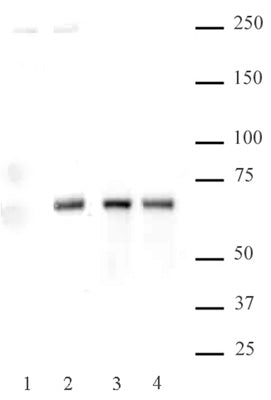 NFκB p65 phospho Ser536 antibody (pAb), sample - MyBio Ireland - Active Motif