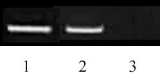 Histone H3K9me2 antibody (mAb) - MyBio Ireland - Active Motif