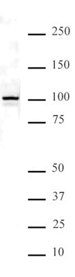 NFκB p100 antibody (pAb) - MyBio Ireland - Active Motif