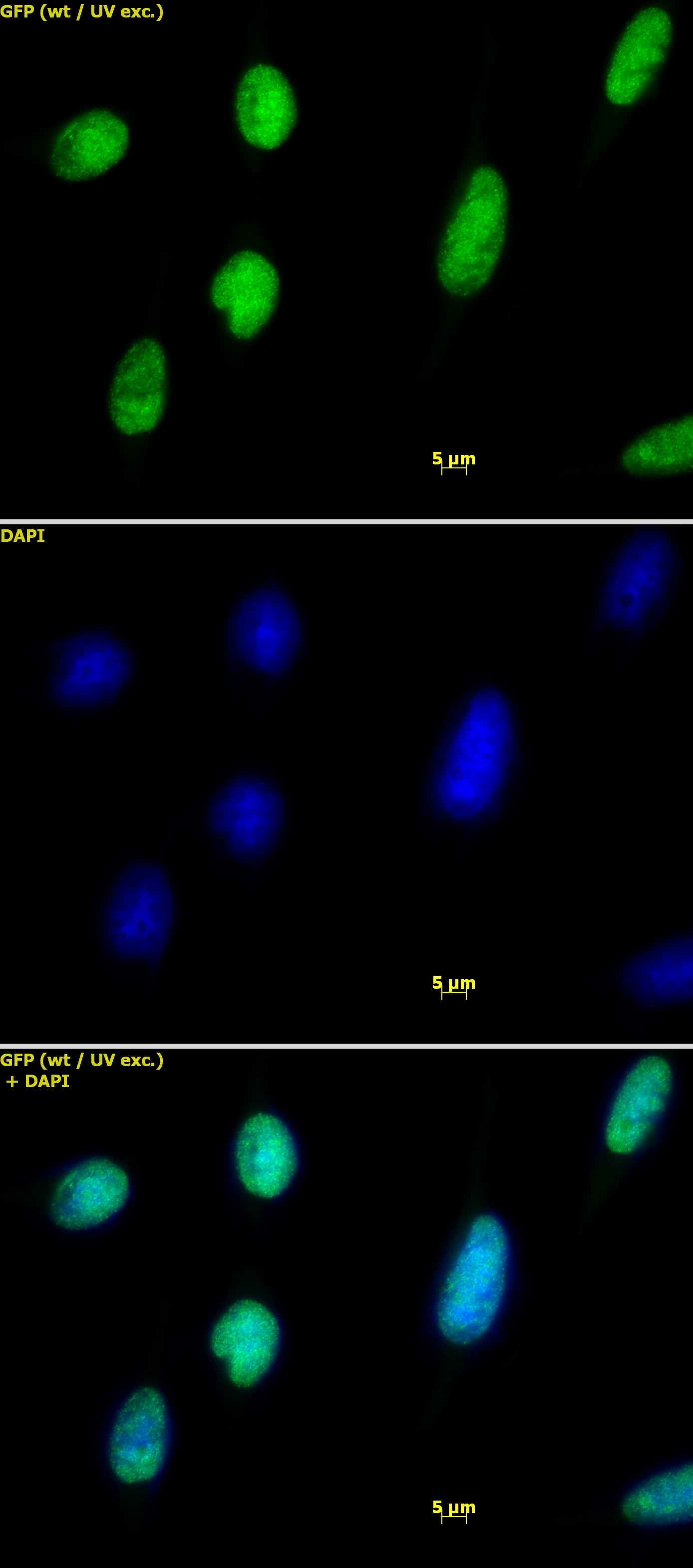 Histone H2A.X antibody (pAb) - MyBio Ireland - Active Motif