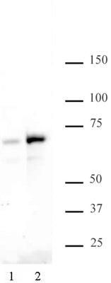 NFκB p65 phospho Ser529 antibody (pAb), sample - MyBio Ireland - Active Motif