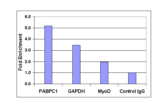 Histone H3K14ac antibody (pAb) - MyBio Ireland - Active Motif