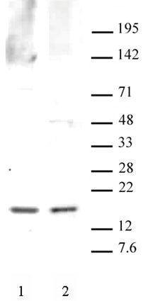 Histone H3R2me2s (symmetric) antibody (pAb) - MyBio Ireland - Active Motif
