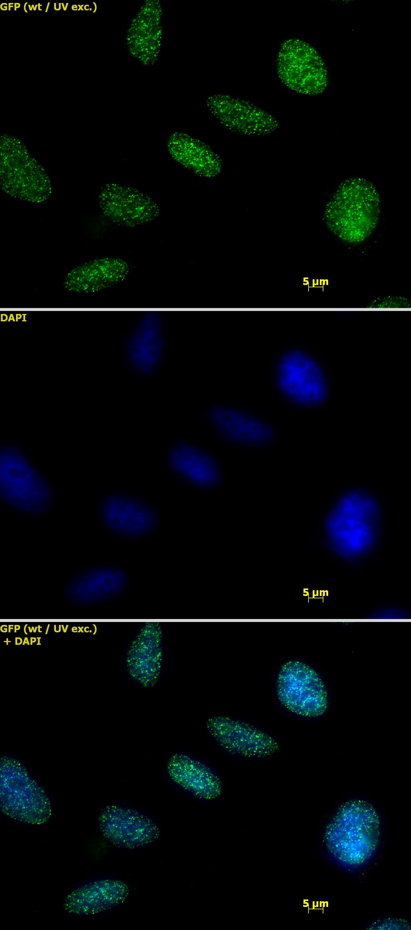 Histone H1 antibody (pAb) - MyBio Ireland - Active Motif