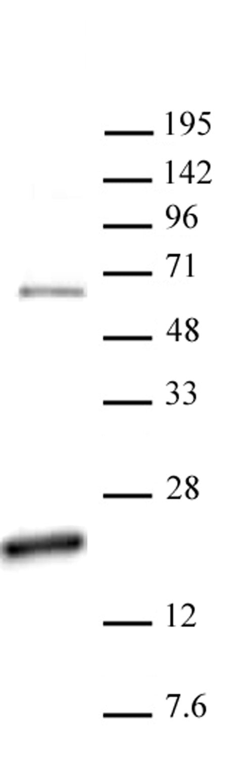 Histone H3R17me2a (asymmetric) antibody (pAb), sample - MyBio Ireland - Active Motif