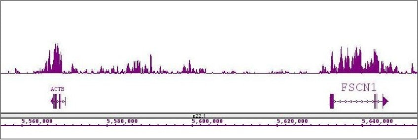 Histone H4K20me1 antibody (mAb), sample - MyBio Ireland - Active Motif