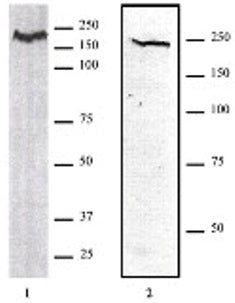 CHD1 antibody (pAb), sample - MyBio Ireland - Active Motif