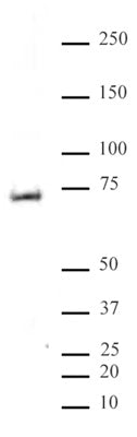 MeCP2 phospho Ser80 antibody (pAb), sample - MyBio Ireland - Active Motif