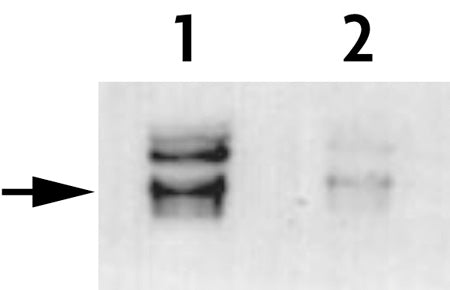 Histone H3T45ph antibody (pAb) - MyBio Ireland - Active Motif