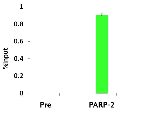 PARP-2 antibody (pAb), sample - MyBio Ireland - Active Motif