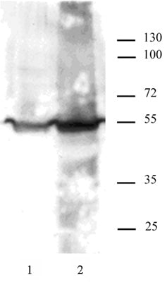 KLF4 antibody (pAb), sample - MyBio Ireland - Active Motif