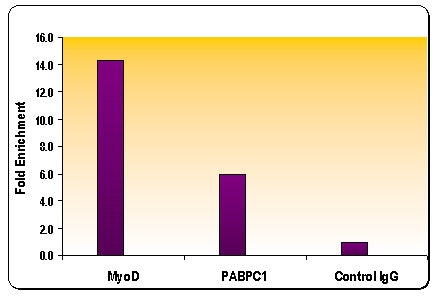 Histone H3K9me2 antibody (pAb), sample - MyBio Ireland - Active Motif