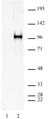 SP1 phospho Ser101 antibody (pAb), sample - MyBio Ireland - Active Motif