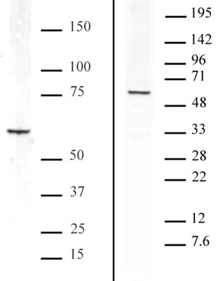 Bcl3 antibody (pAb) - MyBio Ireland - Active Motif