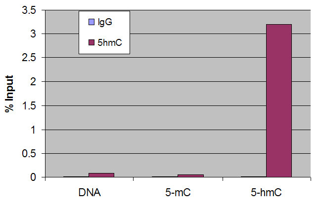 5-Hydroxymethylcytosine (5-hmC) antibody (pAb), sample - MyBio Ireland - Active Motif