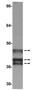 E1A antibody (mAb) - MyBio Ireland - Active Motif