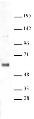 SNF5 antibody (pAb), sample - MyBio Ireland - Active Motif