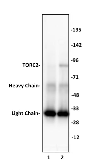 TORC2 antibody (pAb), sample - MyBio Ireland - Active Motif