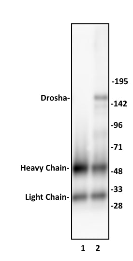 Drosha antibody (pAb), sample - MyBio Ireland - Active Motif