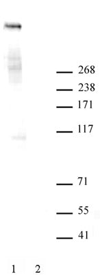 Ki-67 antibody (pAb) - MyBio Ireland - Active Motif