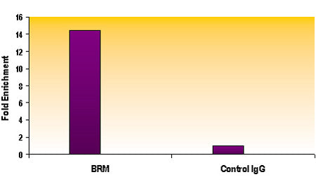 SMARCA2 / BRM antibody (mAb), sample - MyBio Ireland - Active Motif