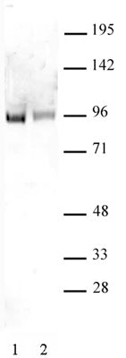Sp1 non-phospho antibody (pAb), sample - MyBio Ireland - Active Motif
