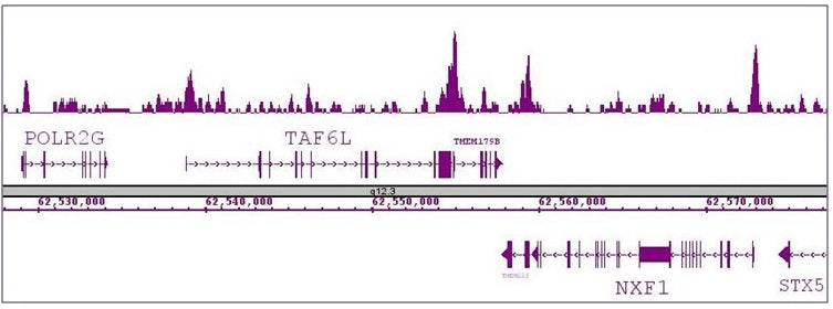 Oct-4 antibody (pAb) - MyBio Ireland - Active Motif