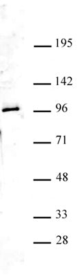 Ago4 antibody (pAb) - MyBio Ireland - Active Motif