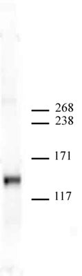 JMJD2A antibody (mAb) - MyBio Ireland - Active Motif